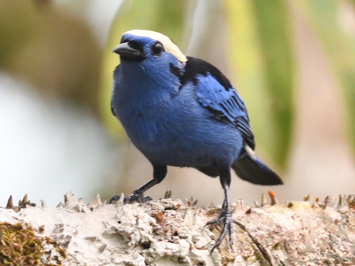 Opal-crowned Tanager - ML638777179