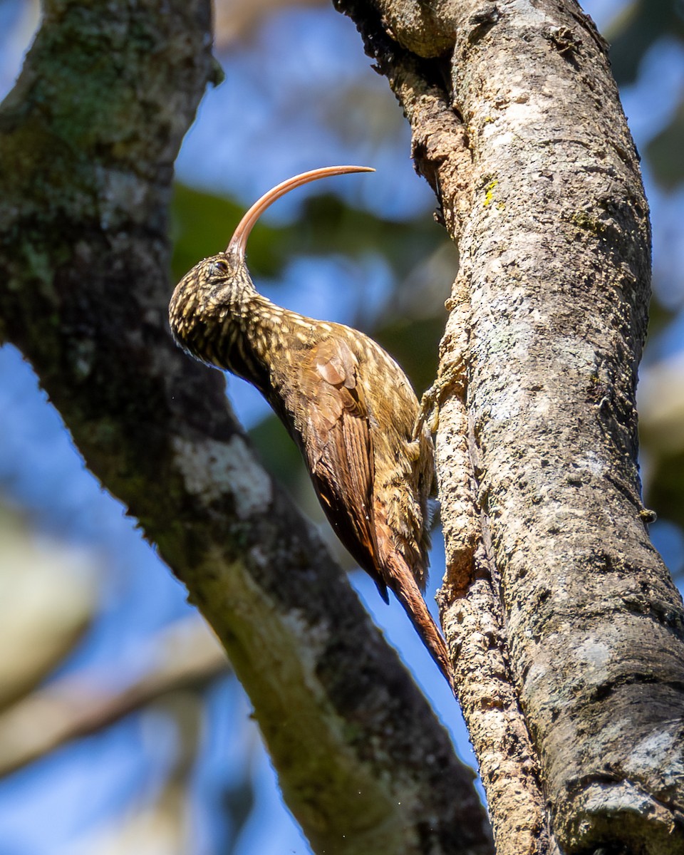 Red-billed Scythebill - ML638777184