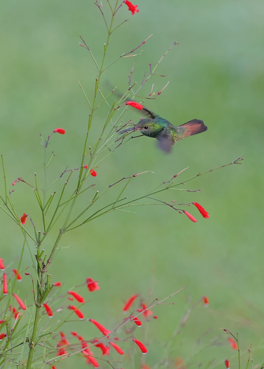 Rufous-tailed Hummingbird - ML638777187
