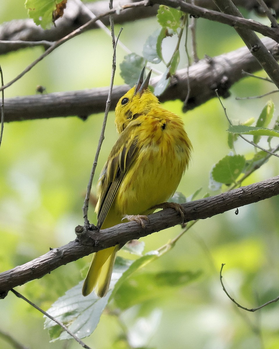 Yellow Warbler - ML638777190