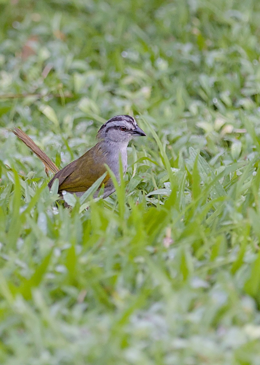 Black-striped Sparrow - ML638777193