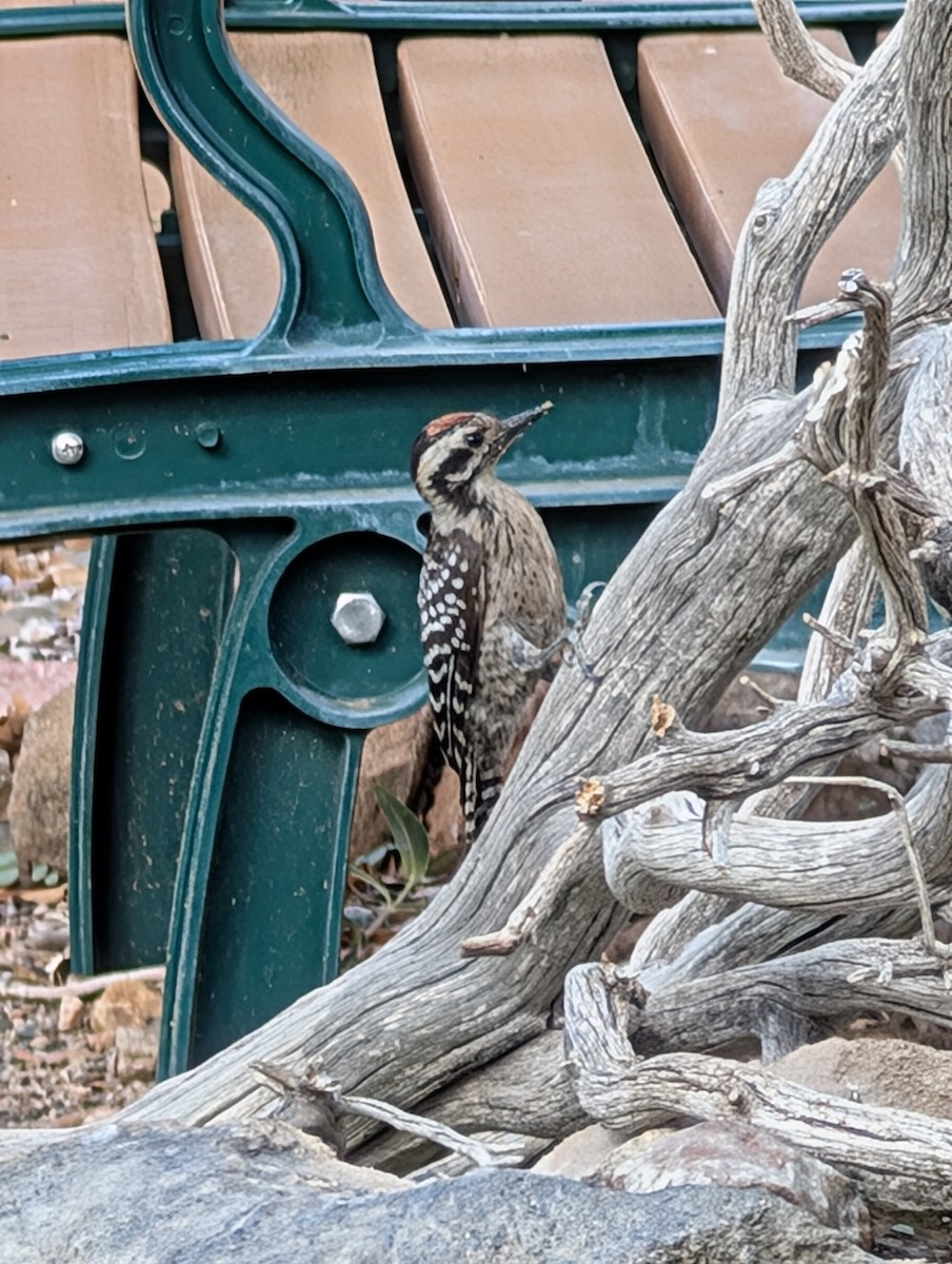 Ladder-backed Woodpecker - ML638777195