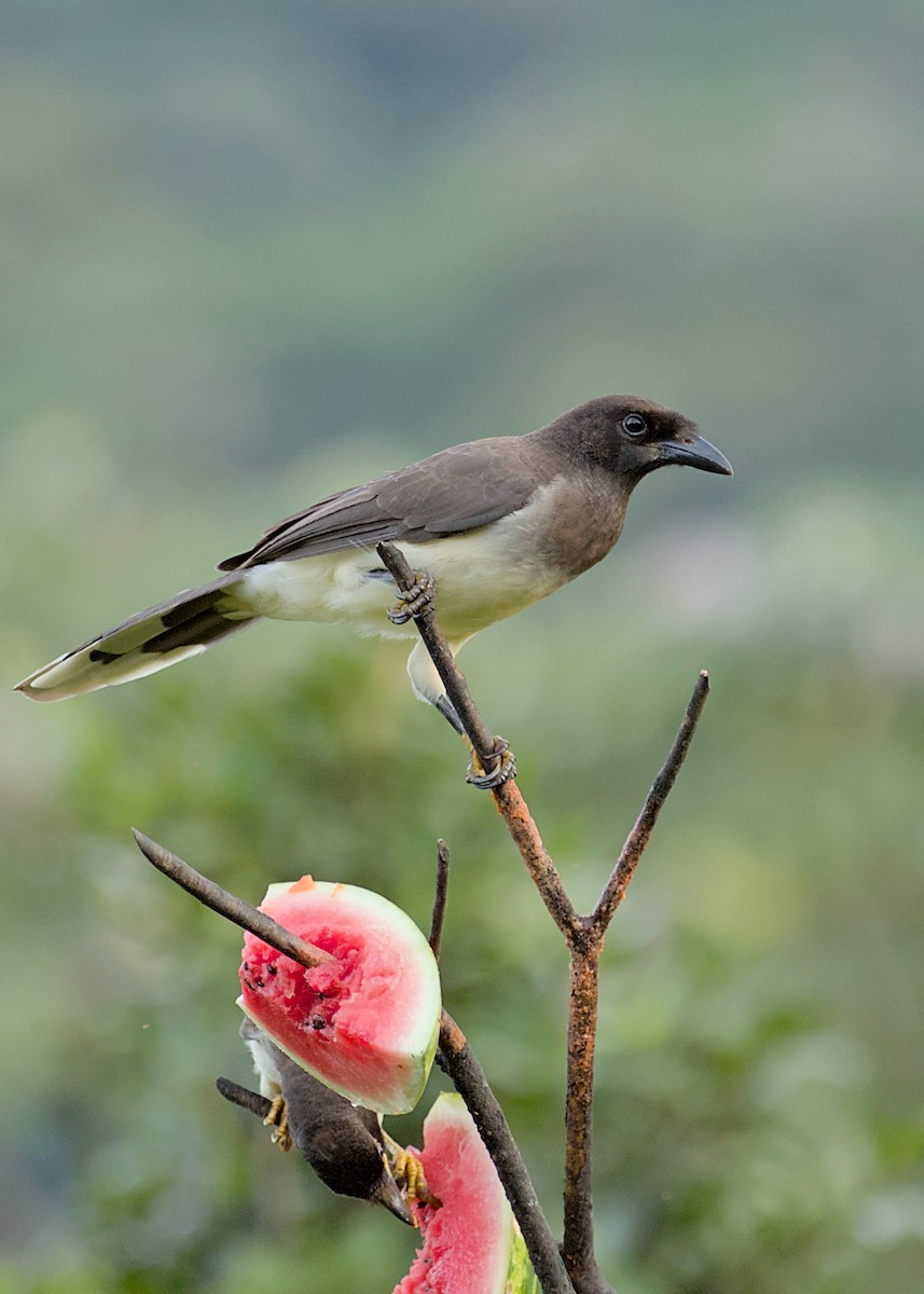 Brown Jay - ML638777198
