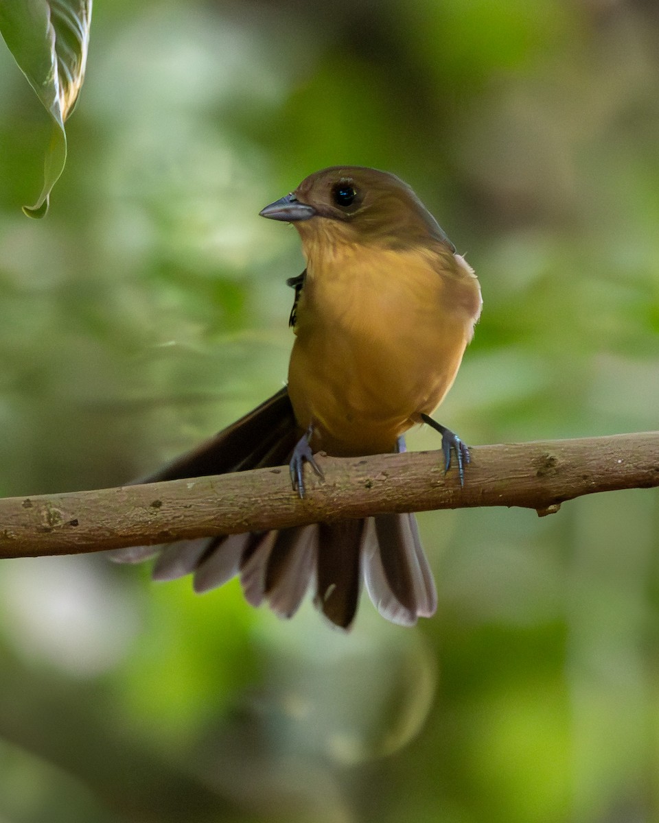 Black-goggled Tanager - ML638777199