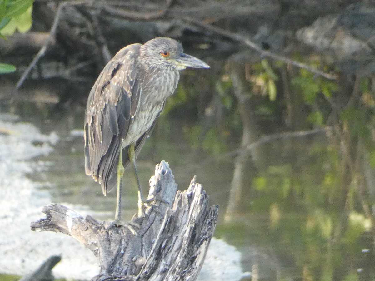 Yellow-crowned Night Heron (Yellow-crowned) - ML638777200