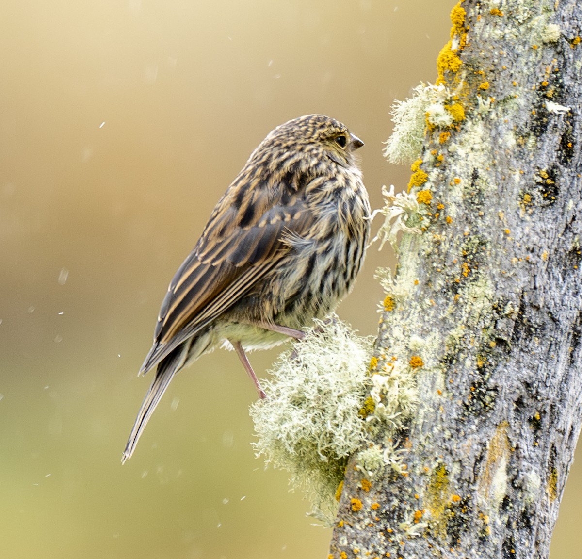 Plumbeous Sierra Finch - ML638777202
