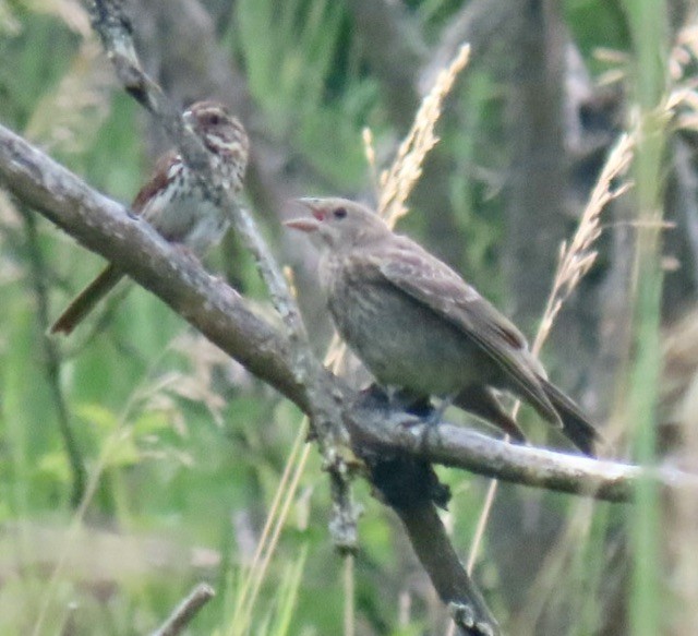 Brown-headed Cowbird - ML638777204