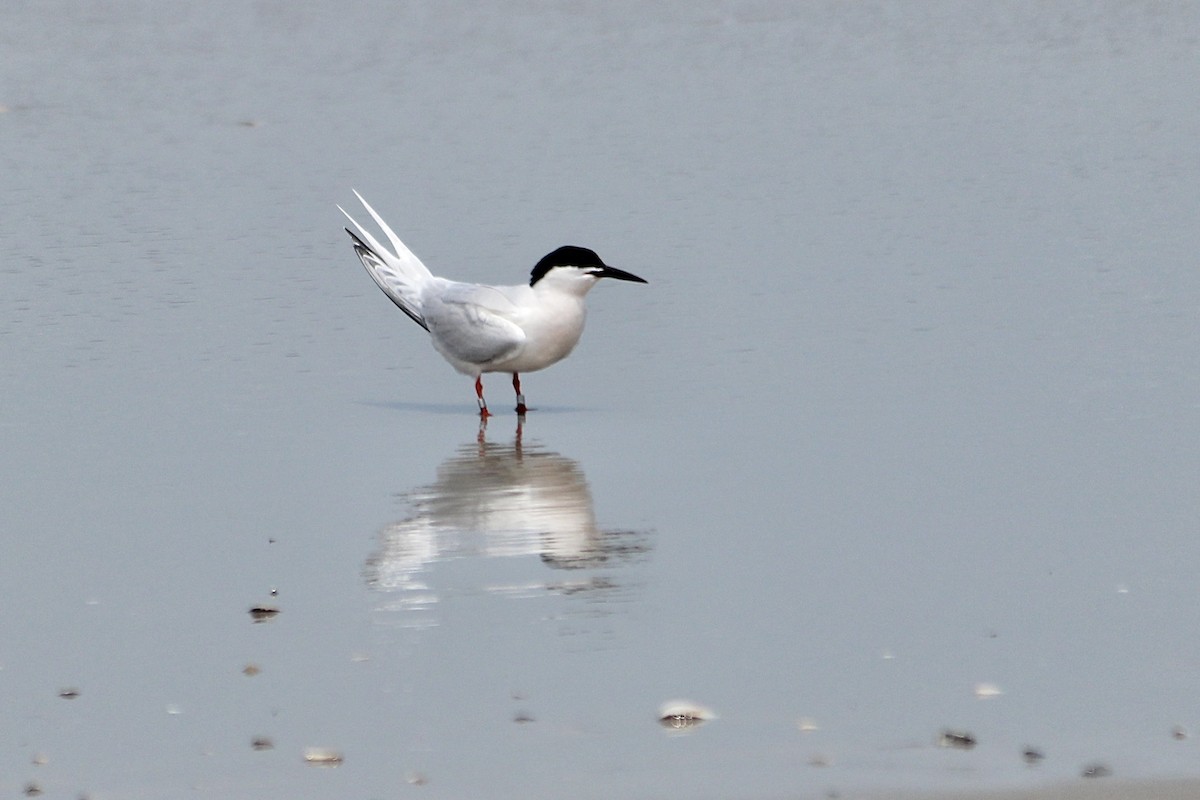 Roseate Tern - ML638777205