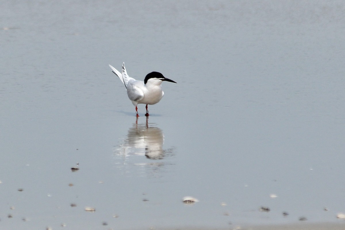 Roseate Tern - ML638777206