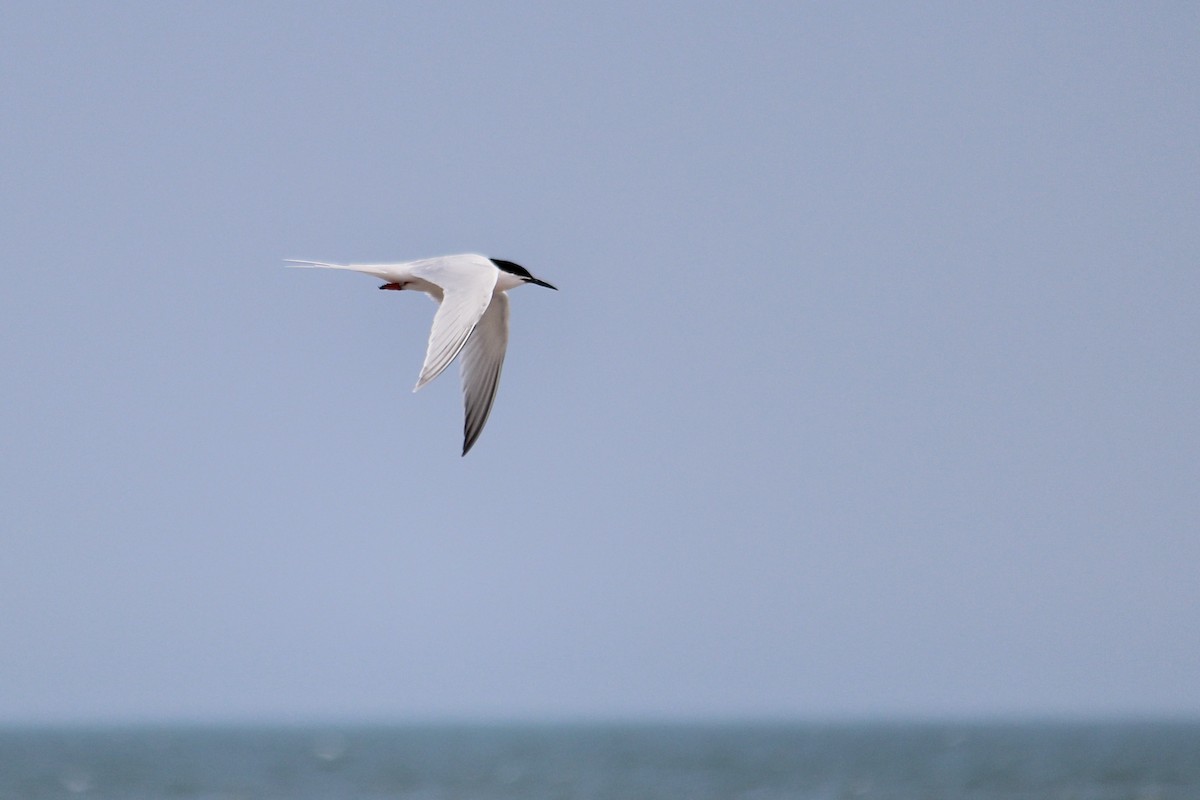 Roseate Tern - ML638777207