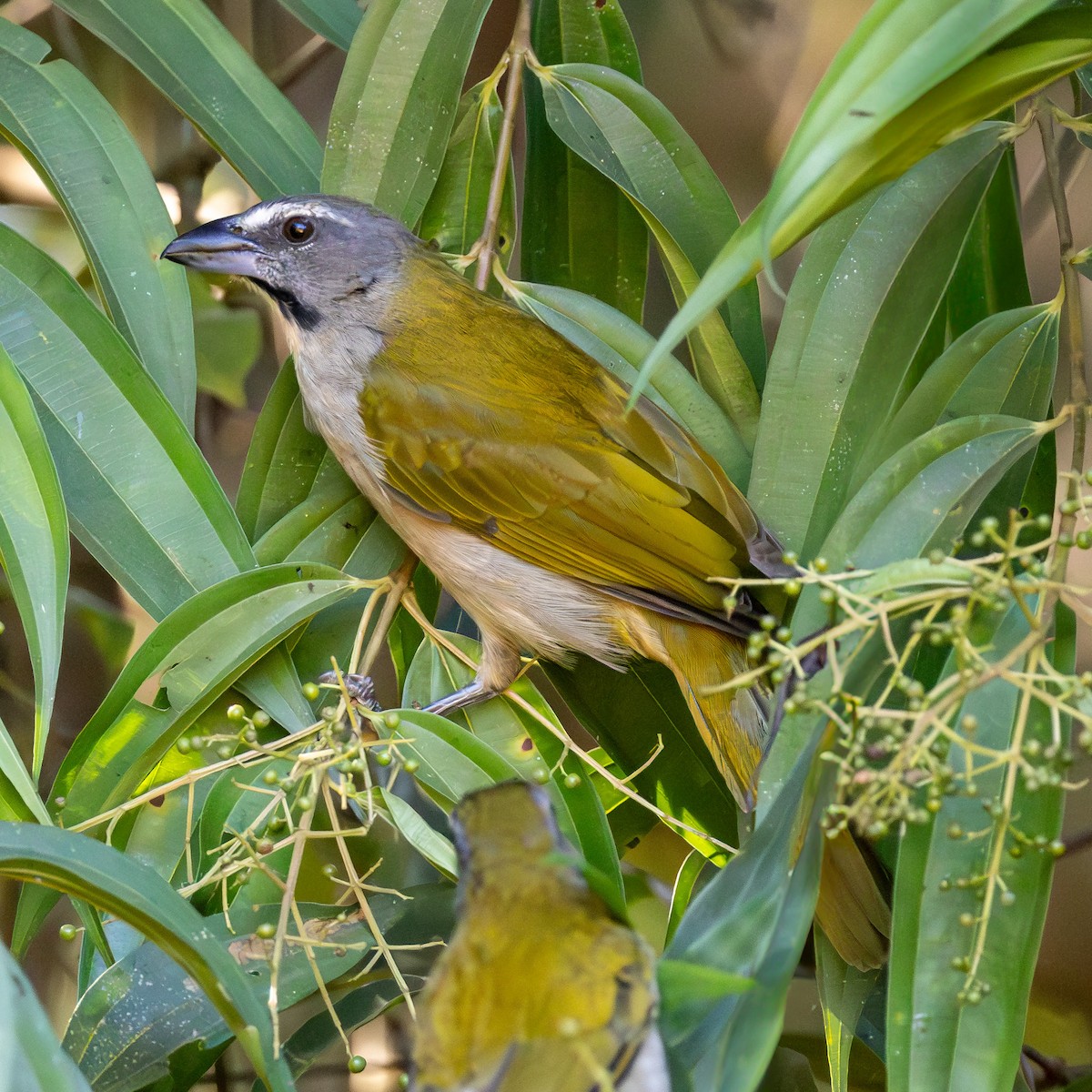 Buff-throated Saltator - ML638777210