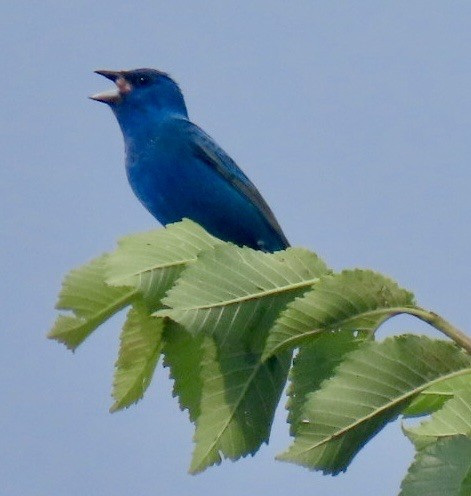 Indigo Bunting - ML638777211