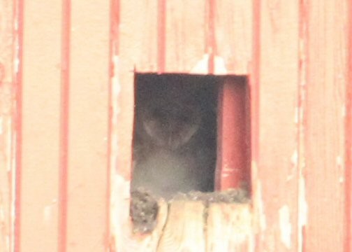 American Barn Owl - ML638777212