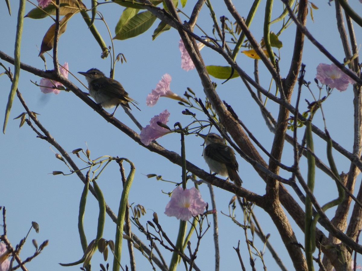 Black-whiskered Vireo - ML638777217