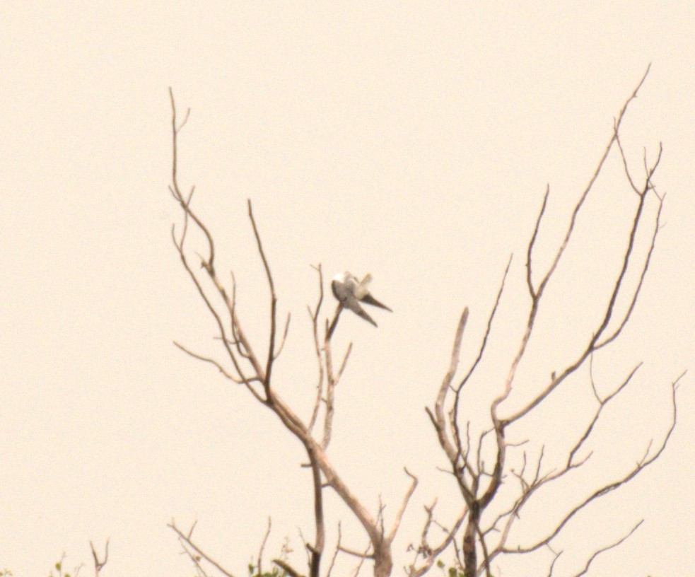 White-tailed Kite - ML638777219