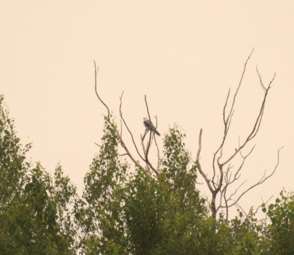 White-tailed Kite - ML638777220