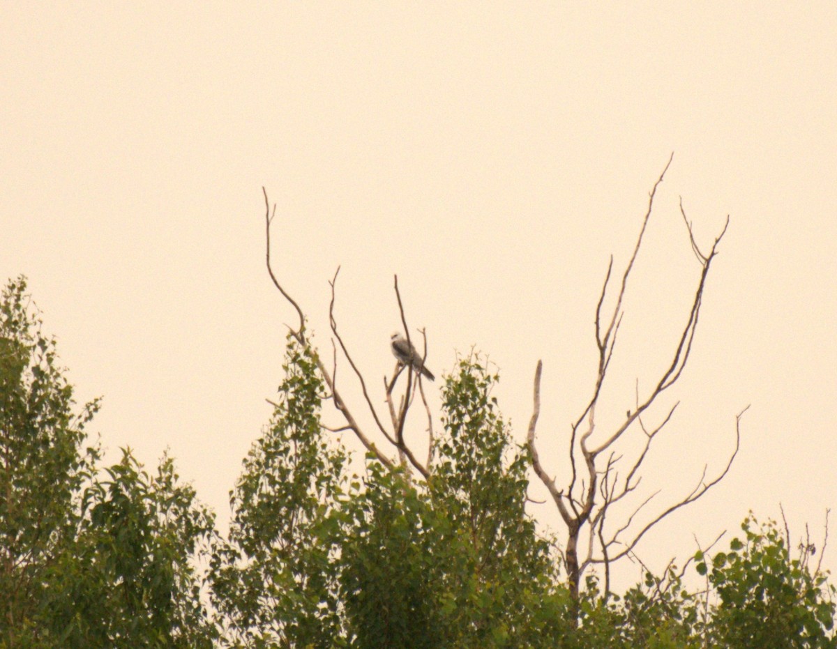 White-tailed Kite - ML638777221