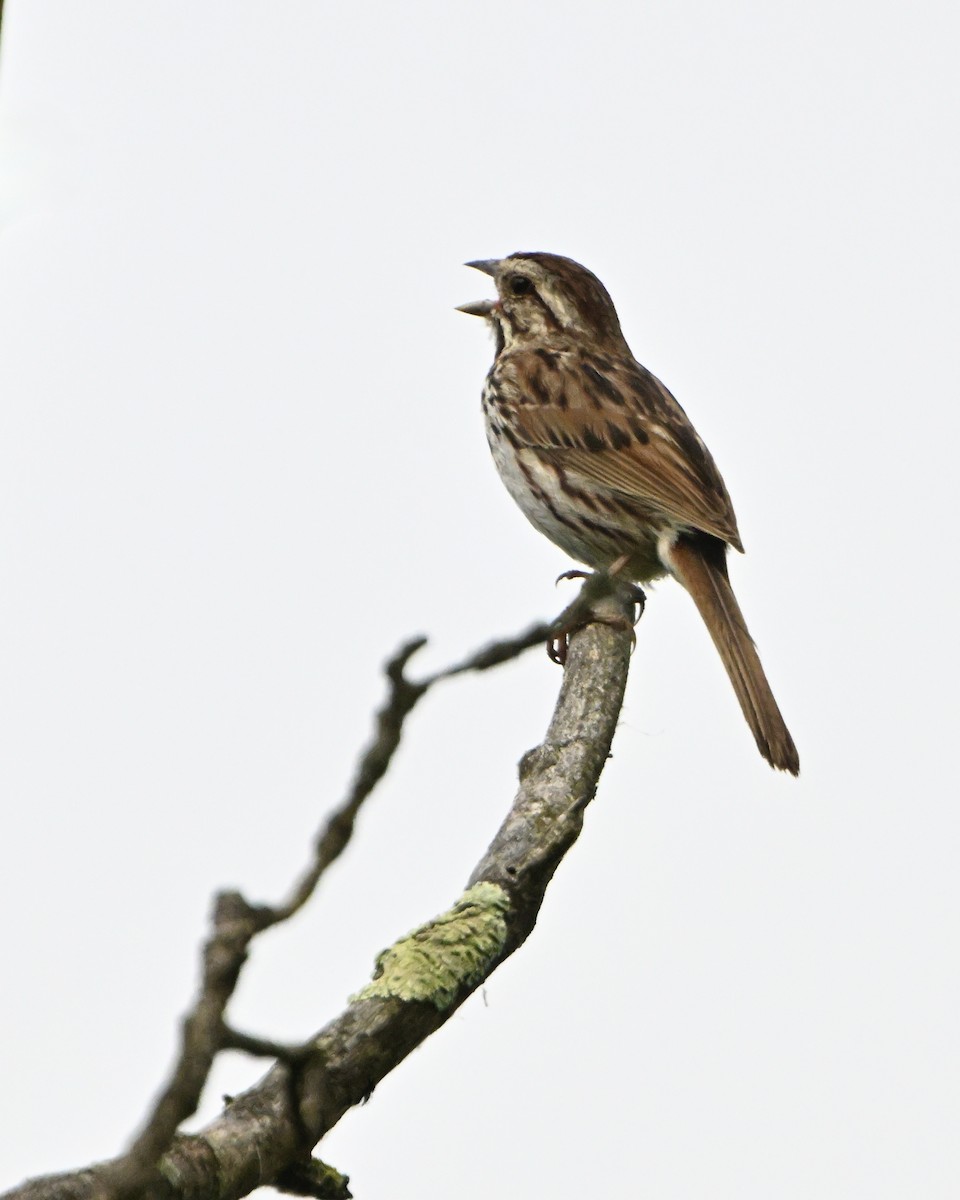 Song Sparrow - ML638777236
