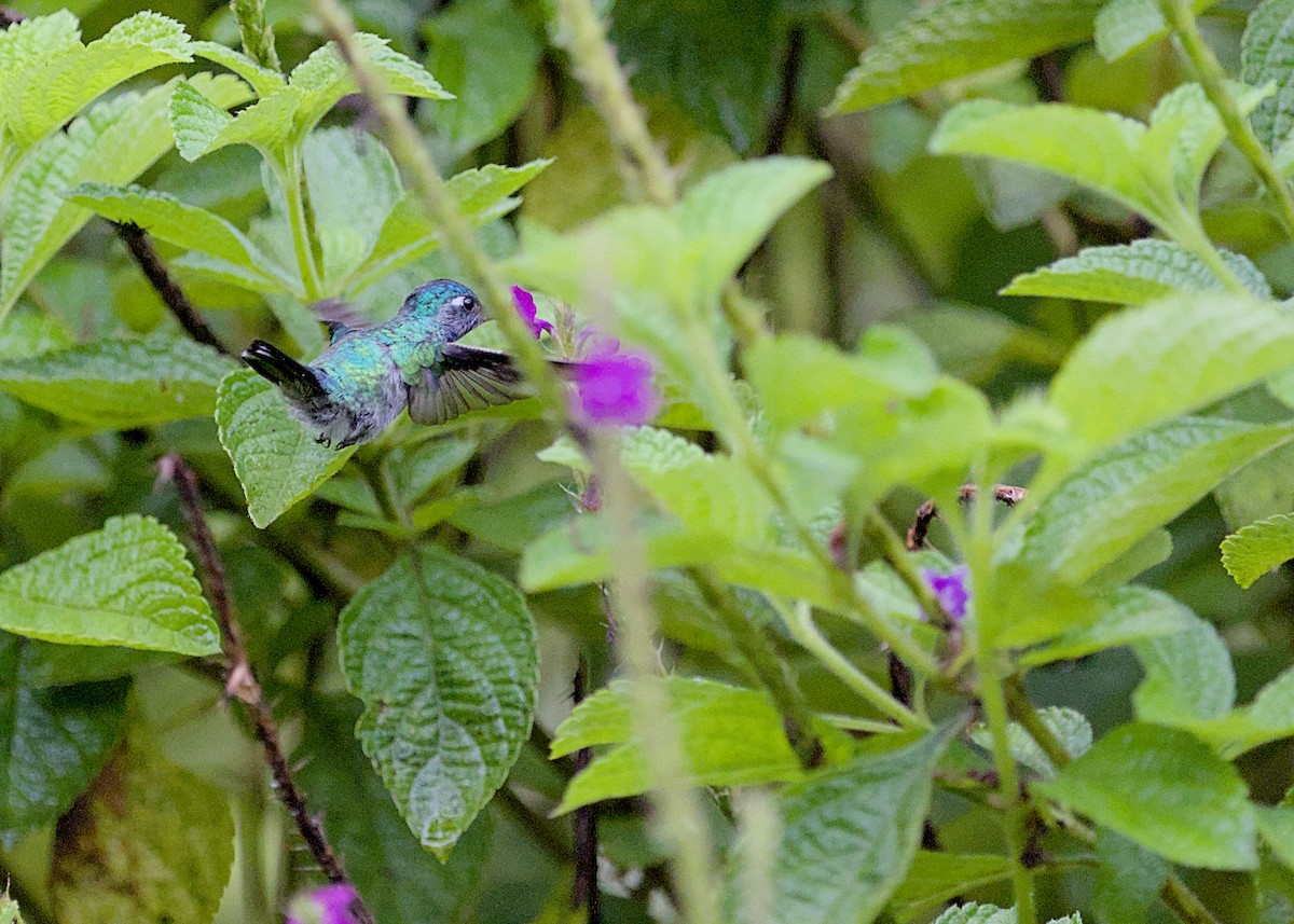 Violet-headed Hummingbird - ML638777302
