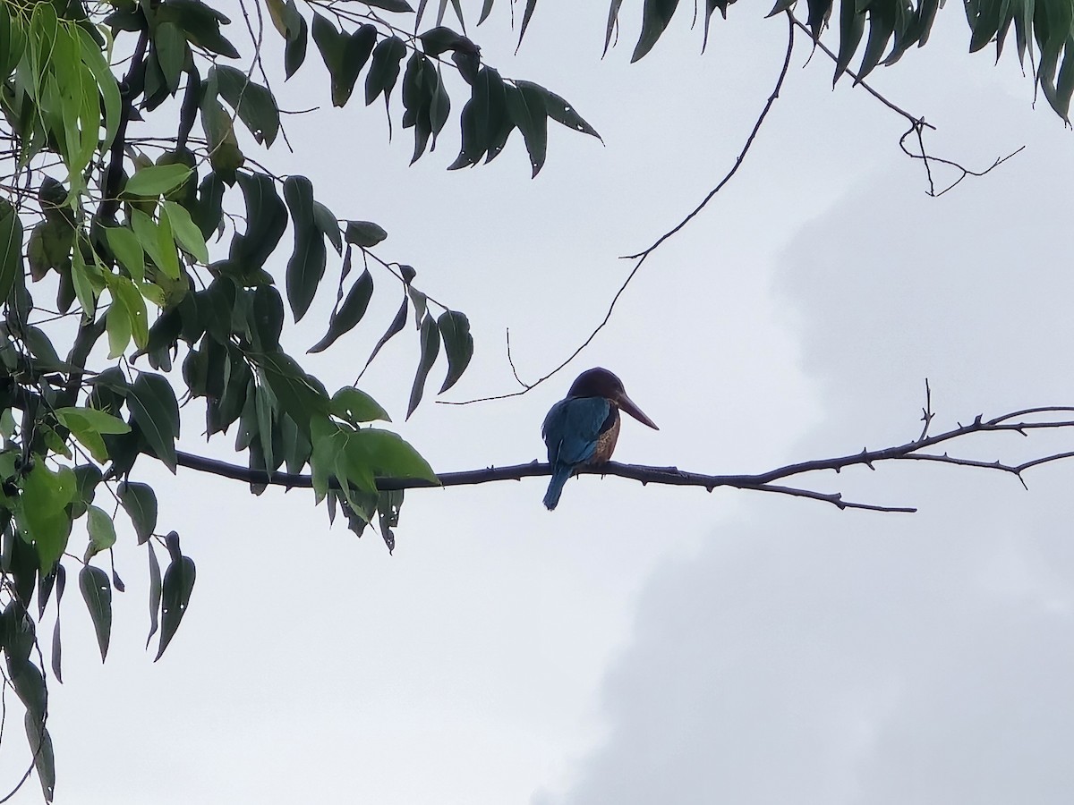 White-throated Kingfisher - ML638777307