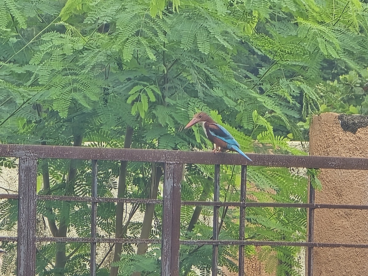 White-throated Kingfisher - ML638777309