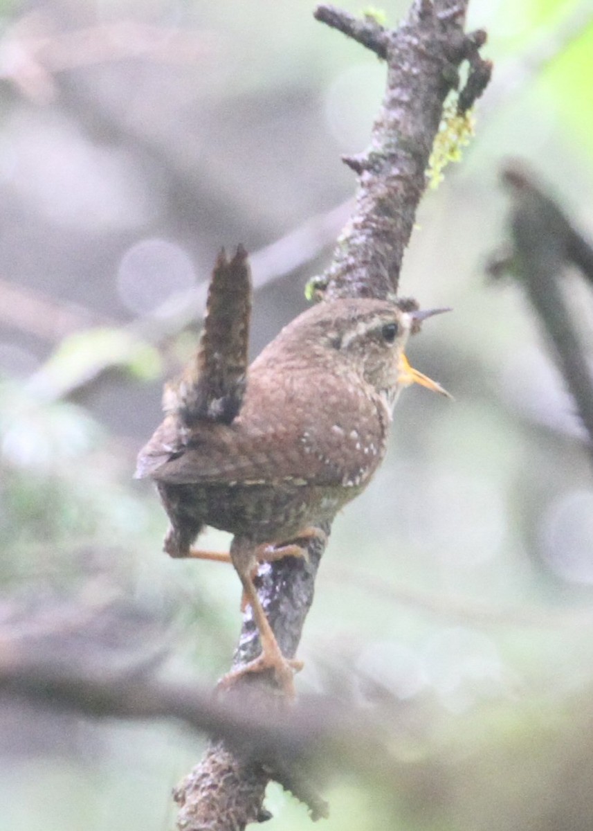 Winterzaunkönig - ML638777342