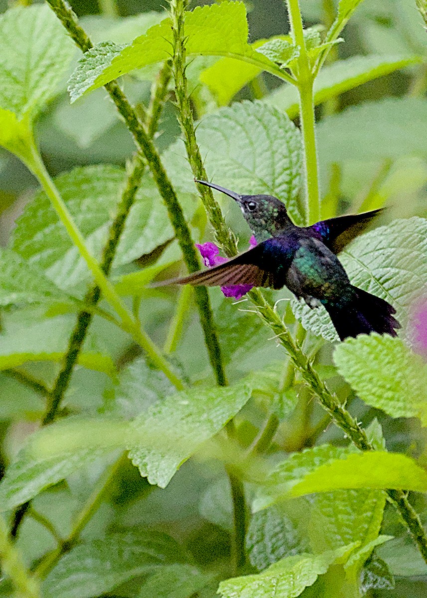 Crowned Woodnymph - ML638777369