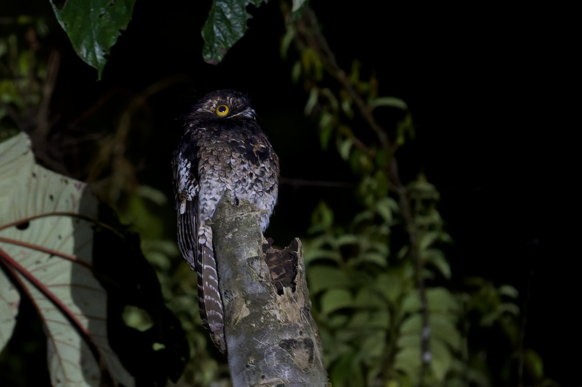 Andean Potoo - ML638777461