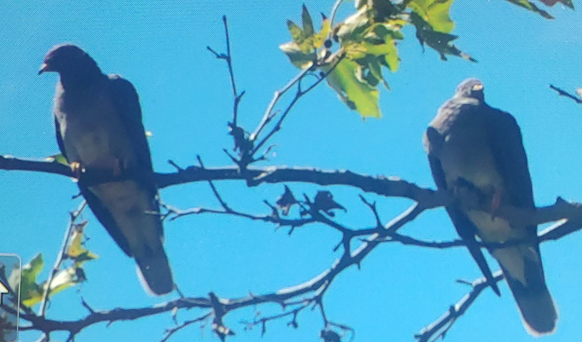 Band-tailed Pigeon - ML638777462