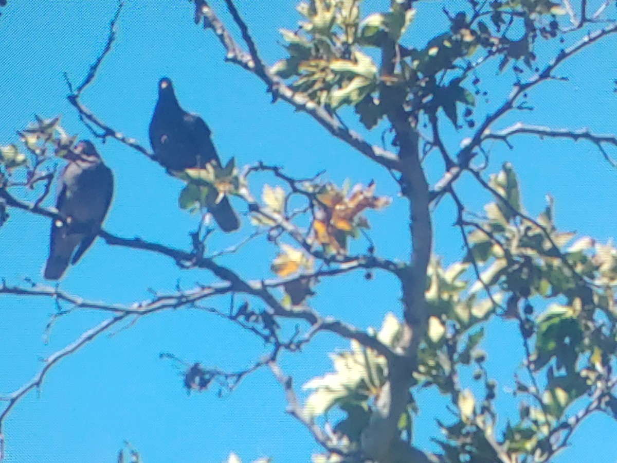 Band-tailed Pigeon - ML638777467