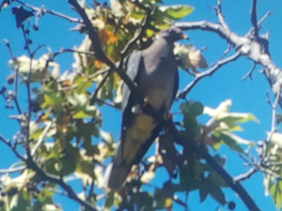Band-tailed Pigeon - ML638777473
