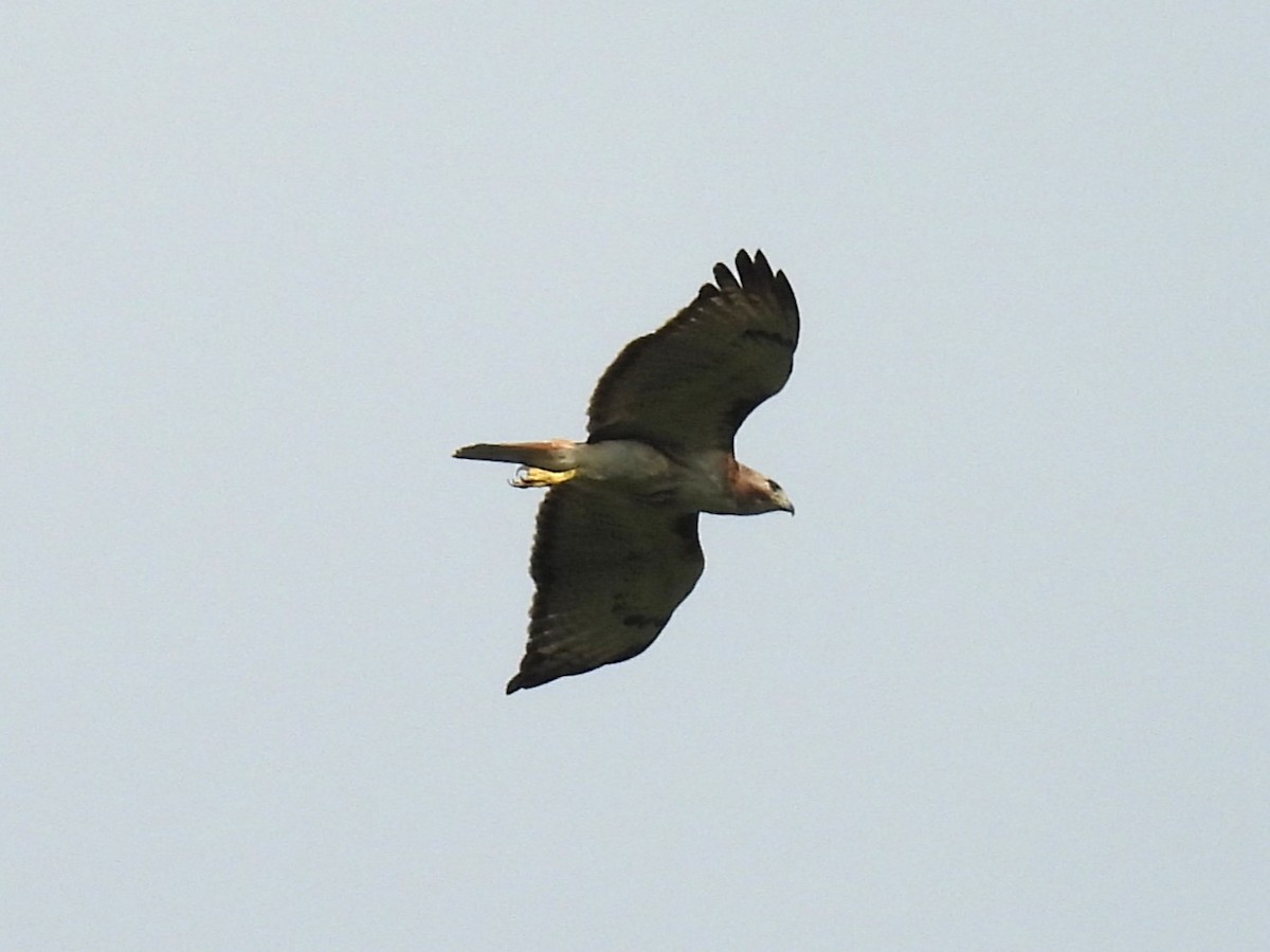 Zapelatz buztangorria - ML638777478