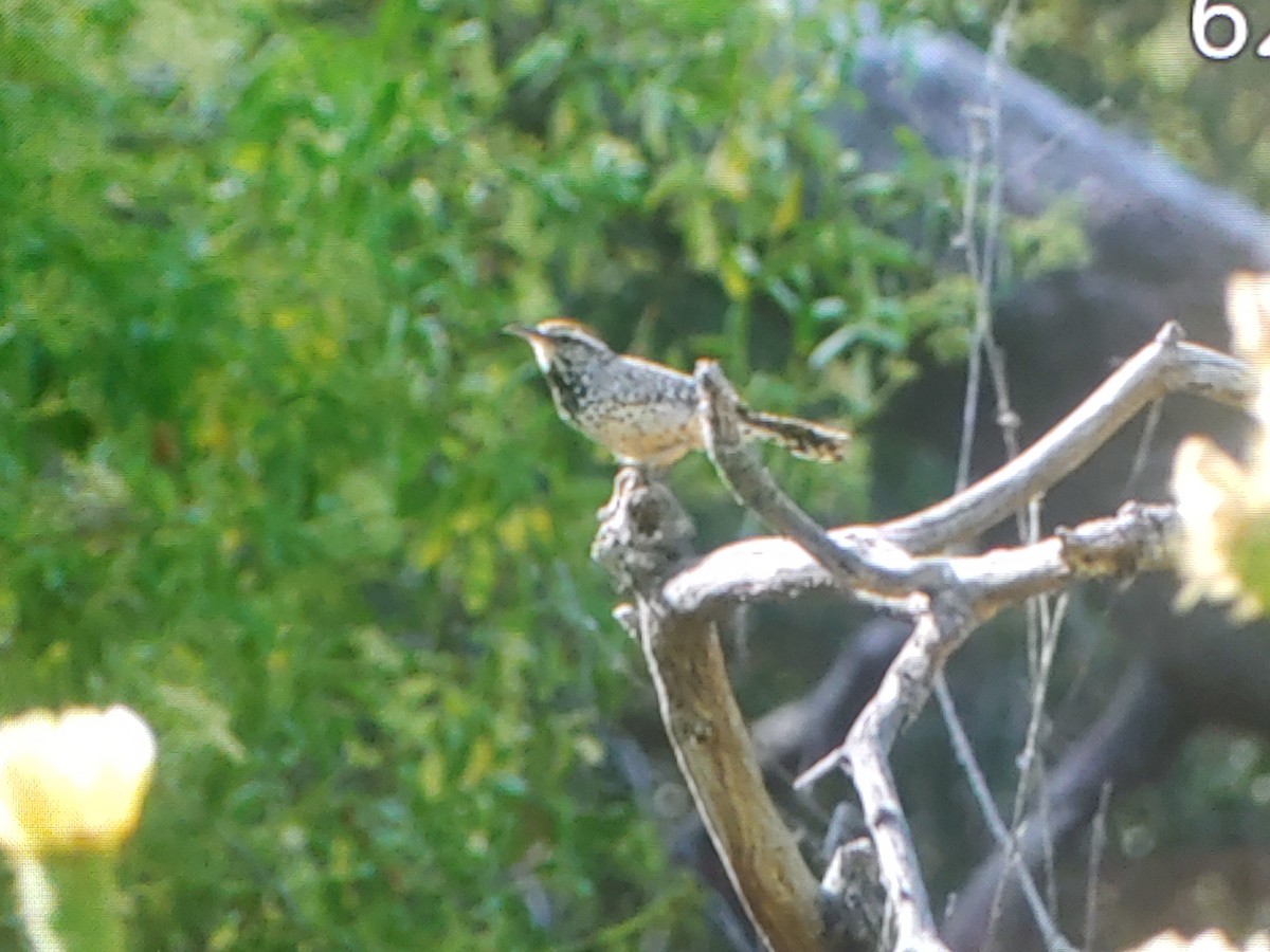 Cactus Wren - ML638777490