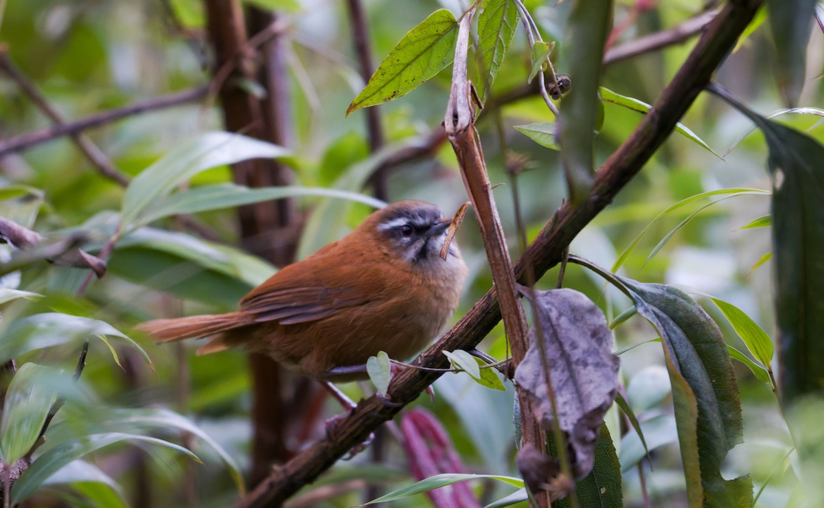 Mantaro Wren (undescribed form) - ML638777495