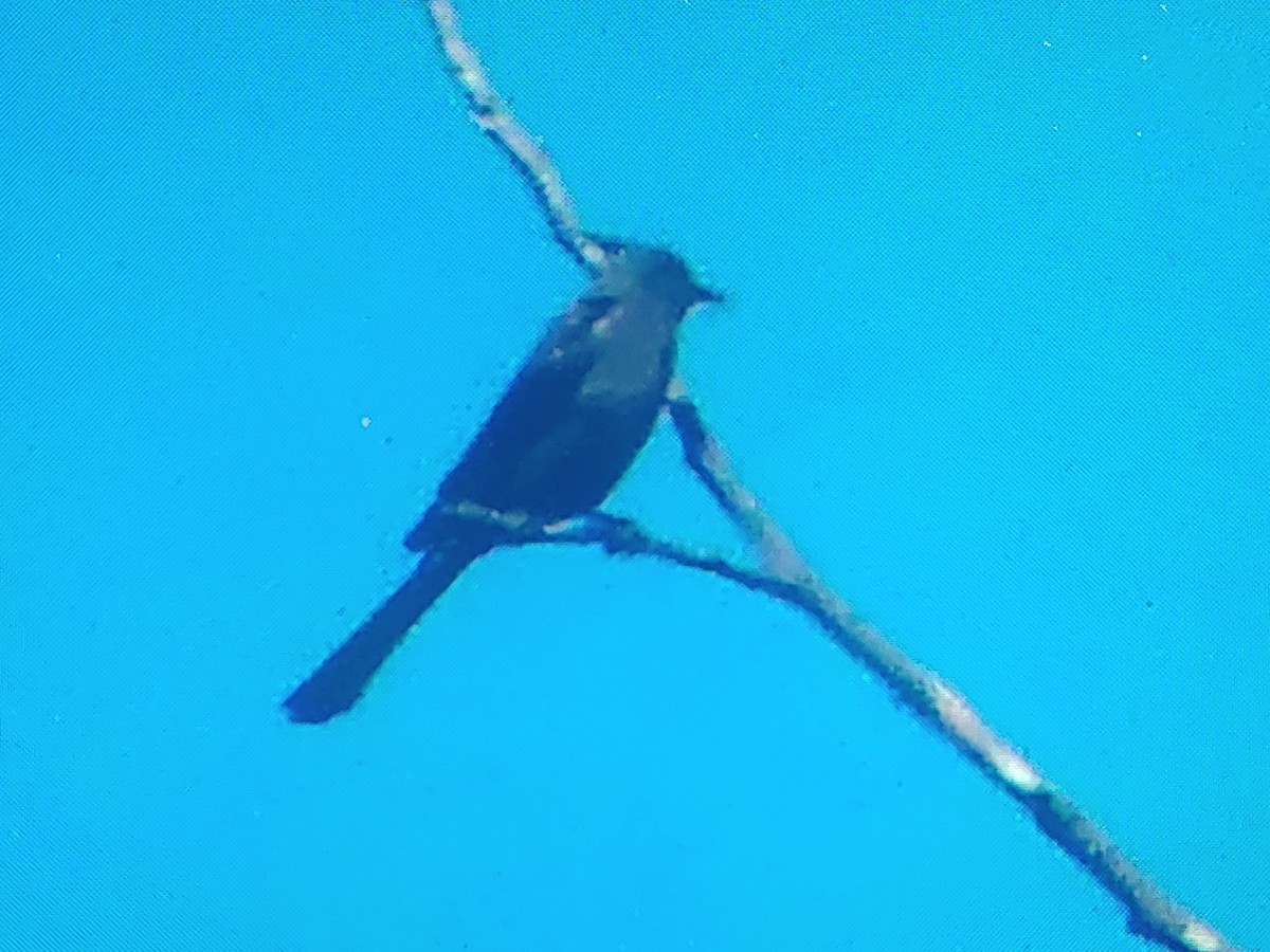 Phainopepla - ML638777497