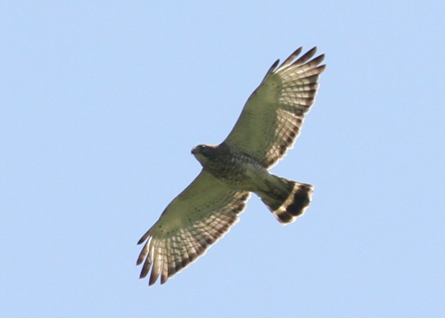Broad-winged Hawk - ML638777508
