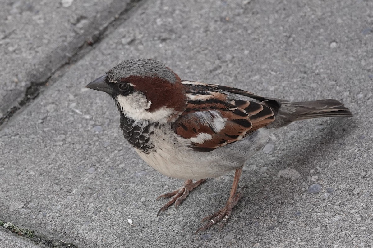 House Sparrow - ML638777509