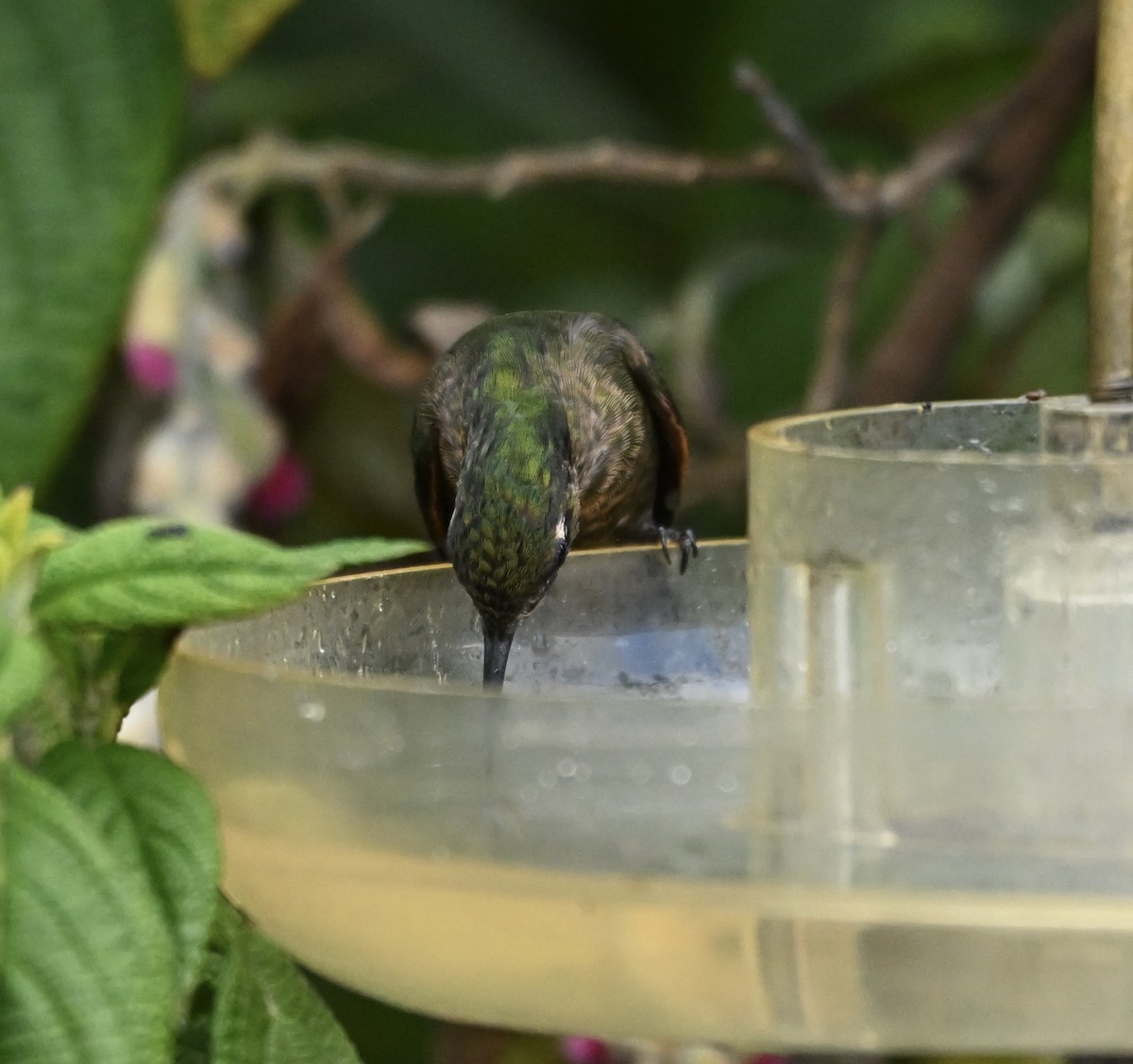 Tyrian Metaltail - ML638777550