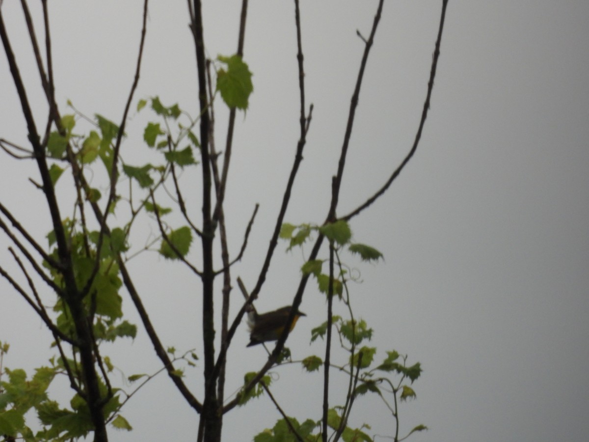 Yellow-breasted Chat - ML638777574