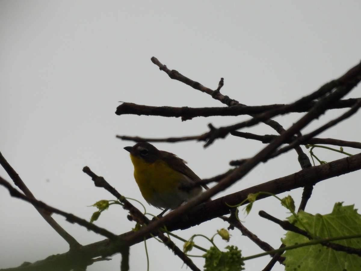 Yellow-breasted Chat - ML638777575