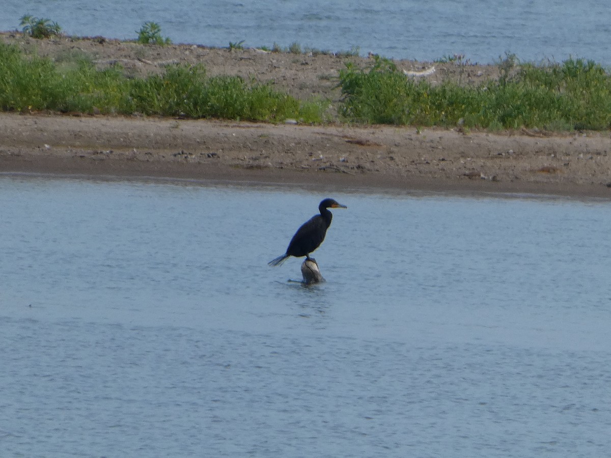 Cormoran à aigrettes - ML638777599
