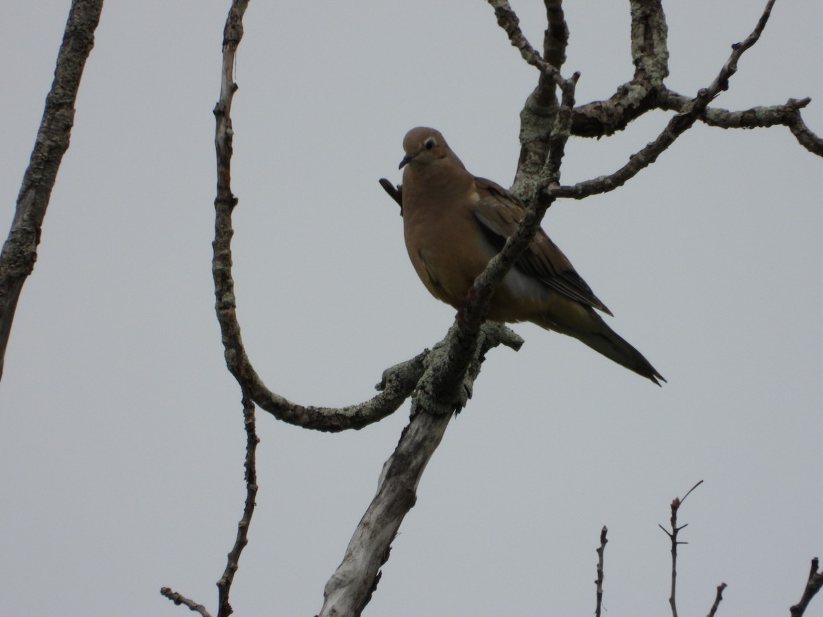 Mourning Dove - ML638777663