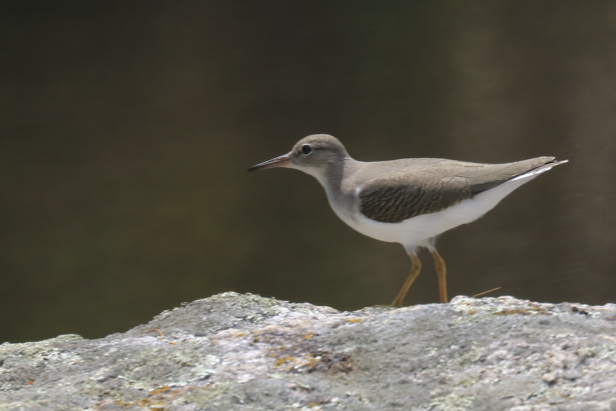 Spotted Sandpiper - ML638777709