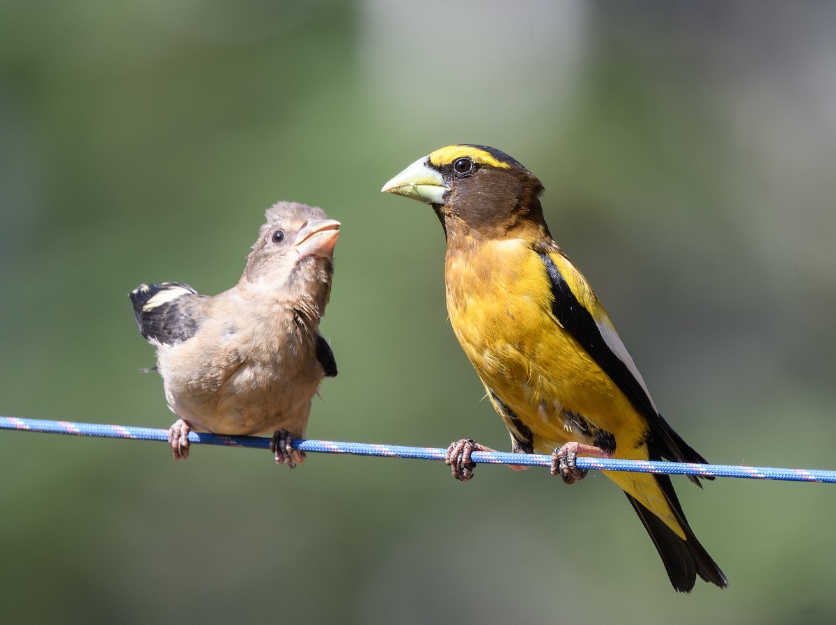 Evening Grosbeak - ML638777718