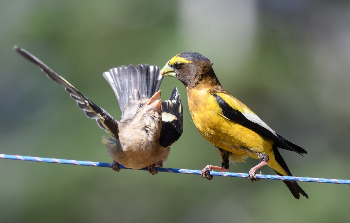Evening Grosbeak - ML638777721
