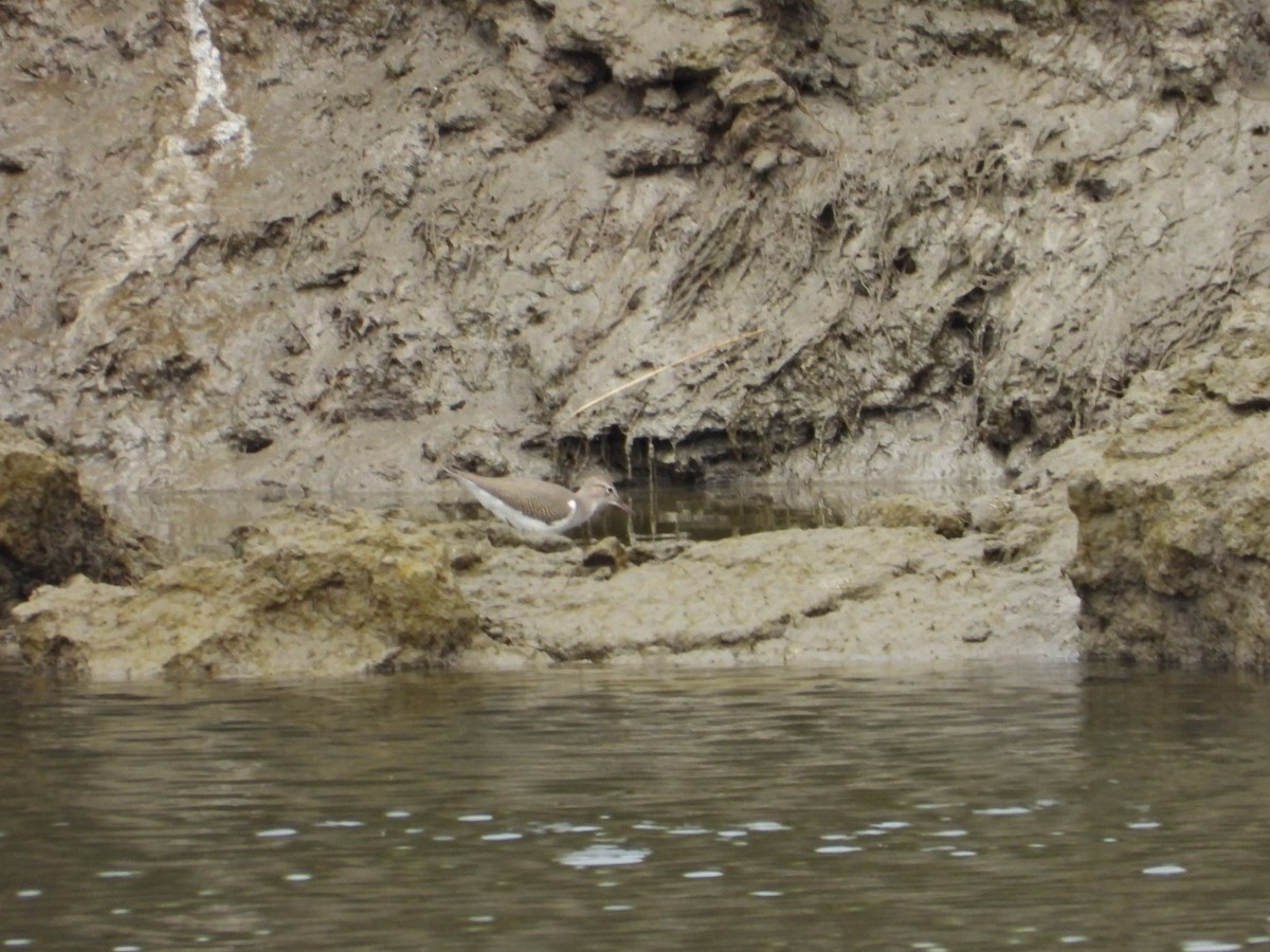 Spotted Sandpiper - ML638777722