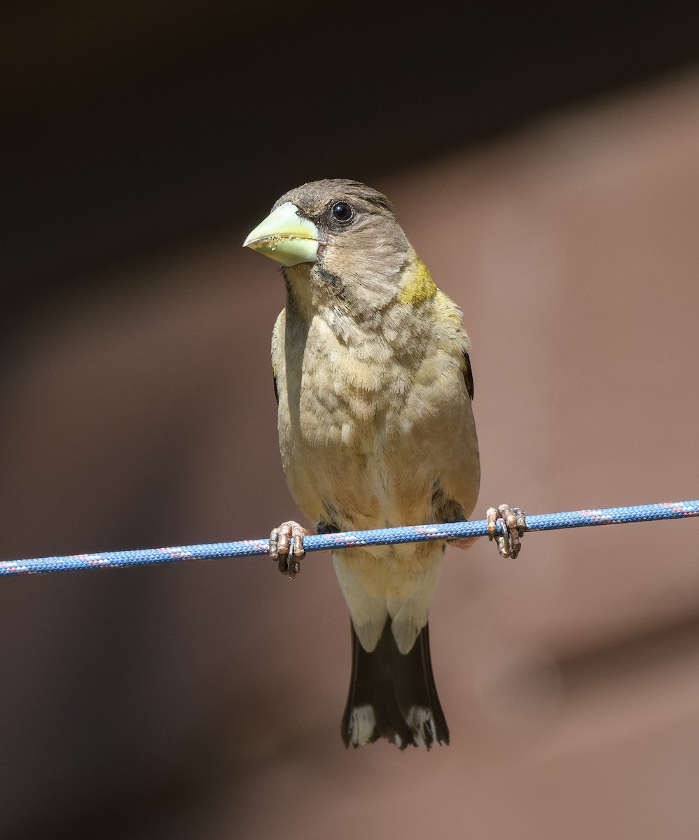 Evening Grosbeak - ML638777723