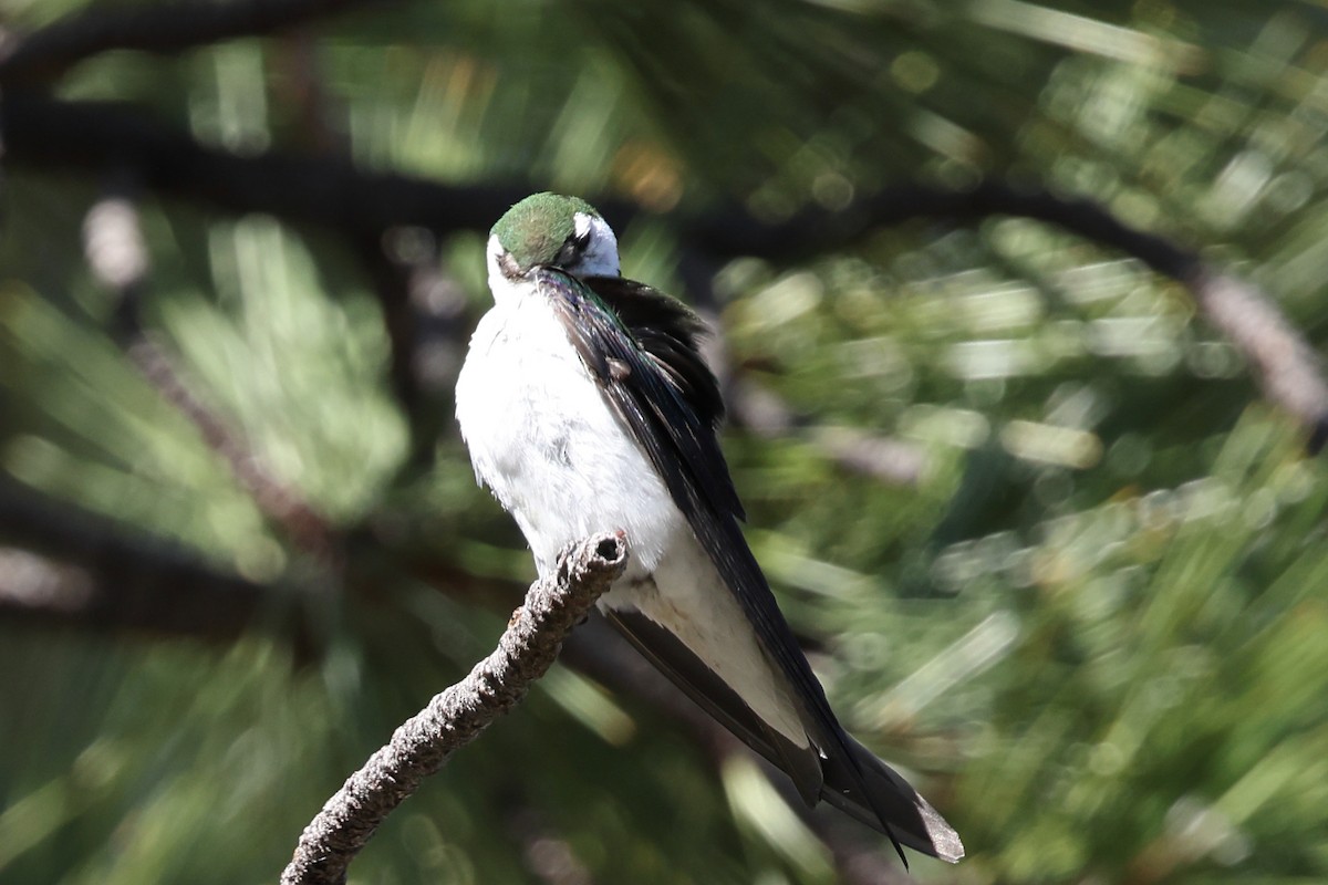 Violet-green Swallow - ML638777773