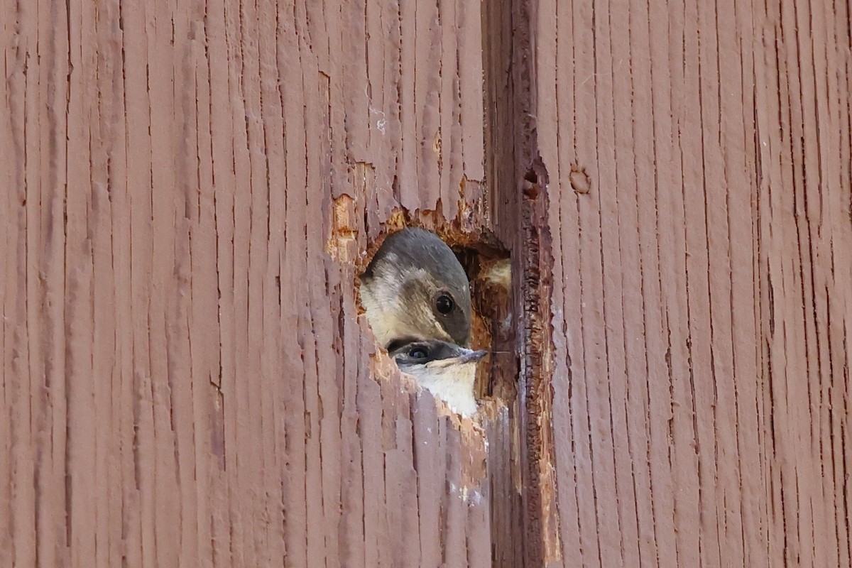 Violet-green Swallow - ML638777774