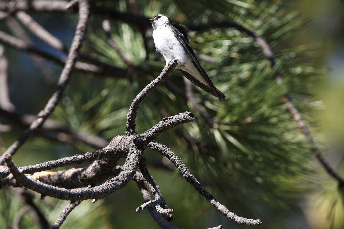 Violet-green Swallow - ML638777775